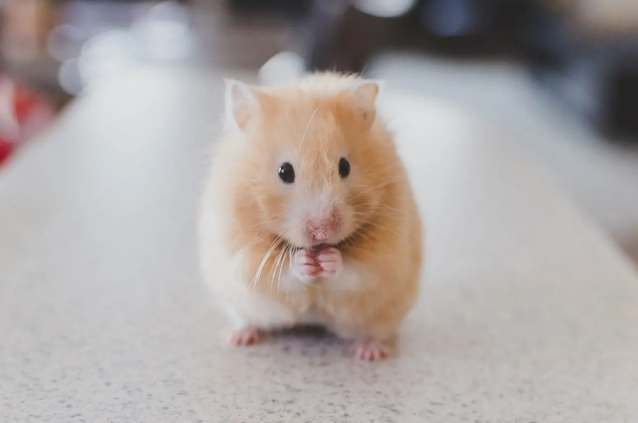 Neue Unit bei Intensive Senses: Mit „Flausch“ zu „Likes“ - Hamster driven Content Marketing
