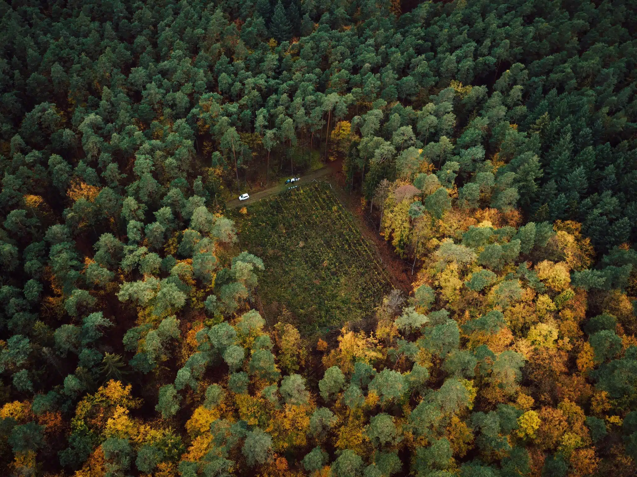 Baumpatenschaft bei Planet Treee